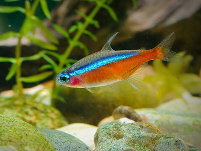 Kardinal-Tetra-Fisch