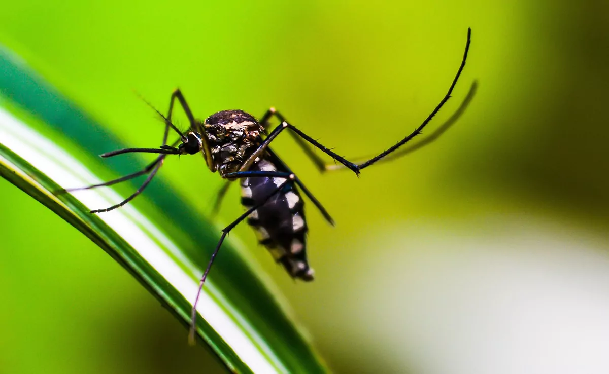 9 ungewöhnliche Fakten über Mücken, die Sie wissen müssen!
