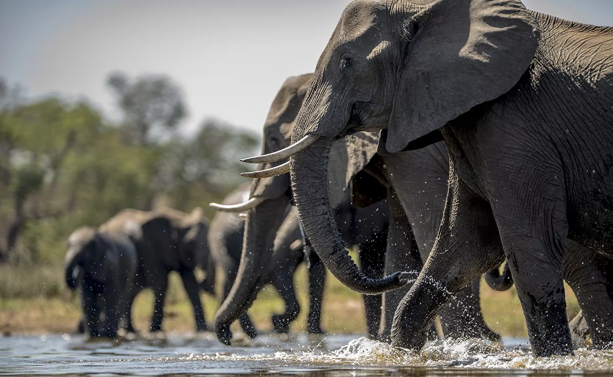 8 Missverständnisse über Elefanten