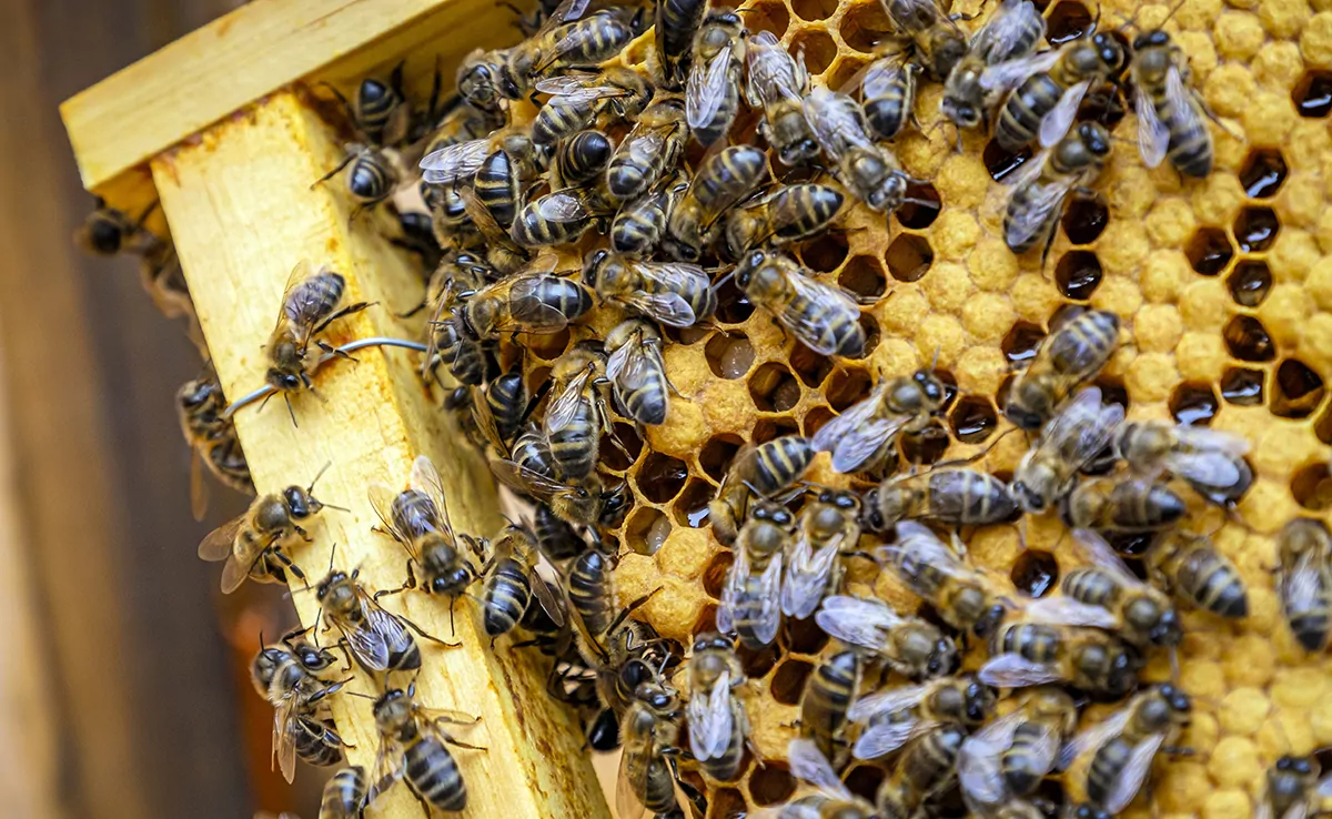 15 Dinge, die Sie über die Sprache der Bienen wissen sollten!