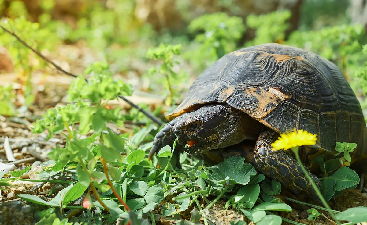 11 nützliche Pflanzen für Schildkröten