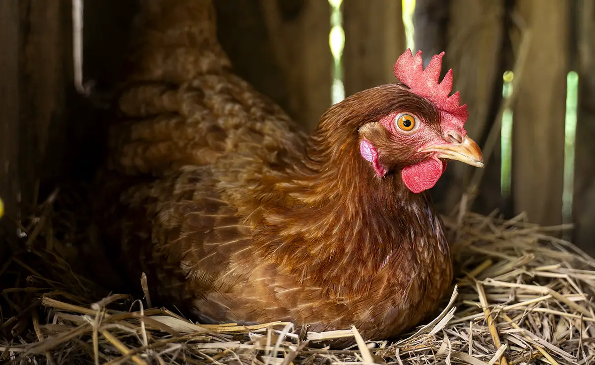 poule aux oeufs or 061848 1200 738