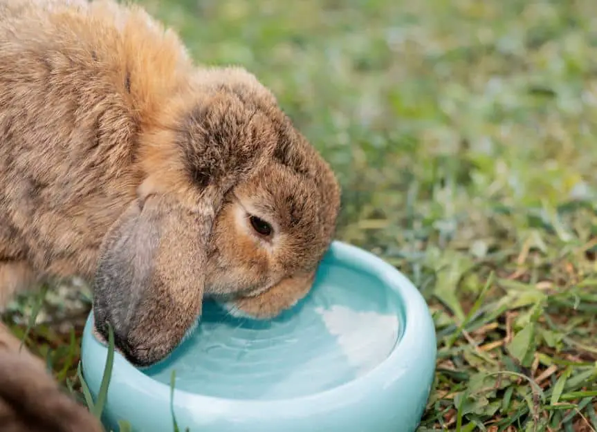 rabbit drinking 0