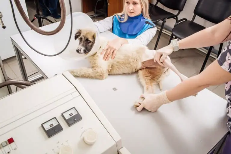radiografias en perros
