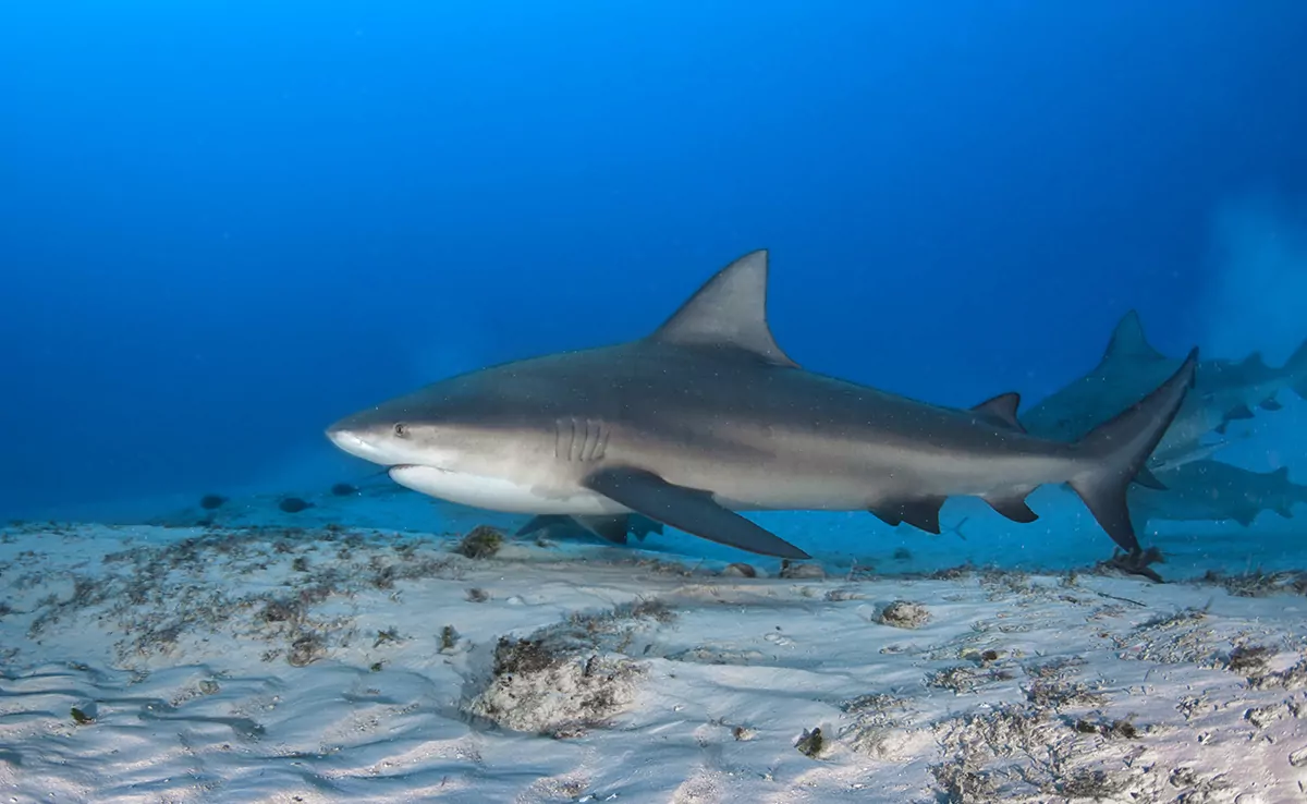 Bullenhai, Hai tropischer und subtropischer Meere