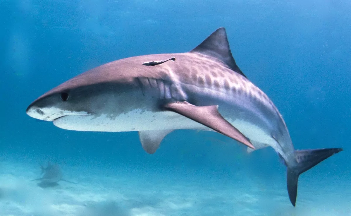 Der Tigerhai, eine der größten Haiarten der Welt