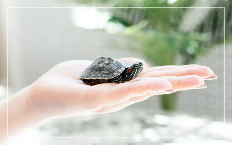 small pet turtles