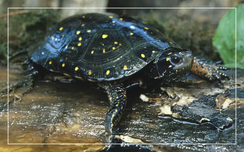 spotted turtle