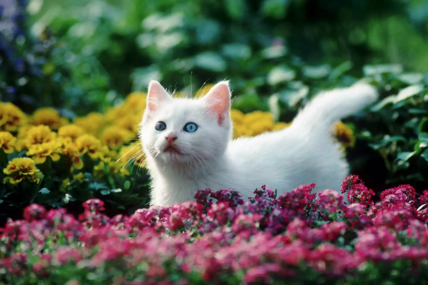 Ein weißes Kätzchen mit blauen Augen steht auf einem Feld mit roten und gelben Blumen