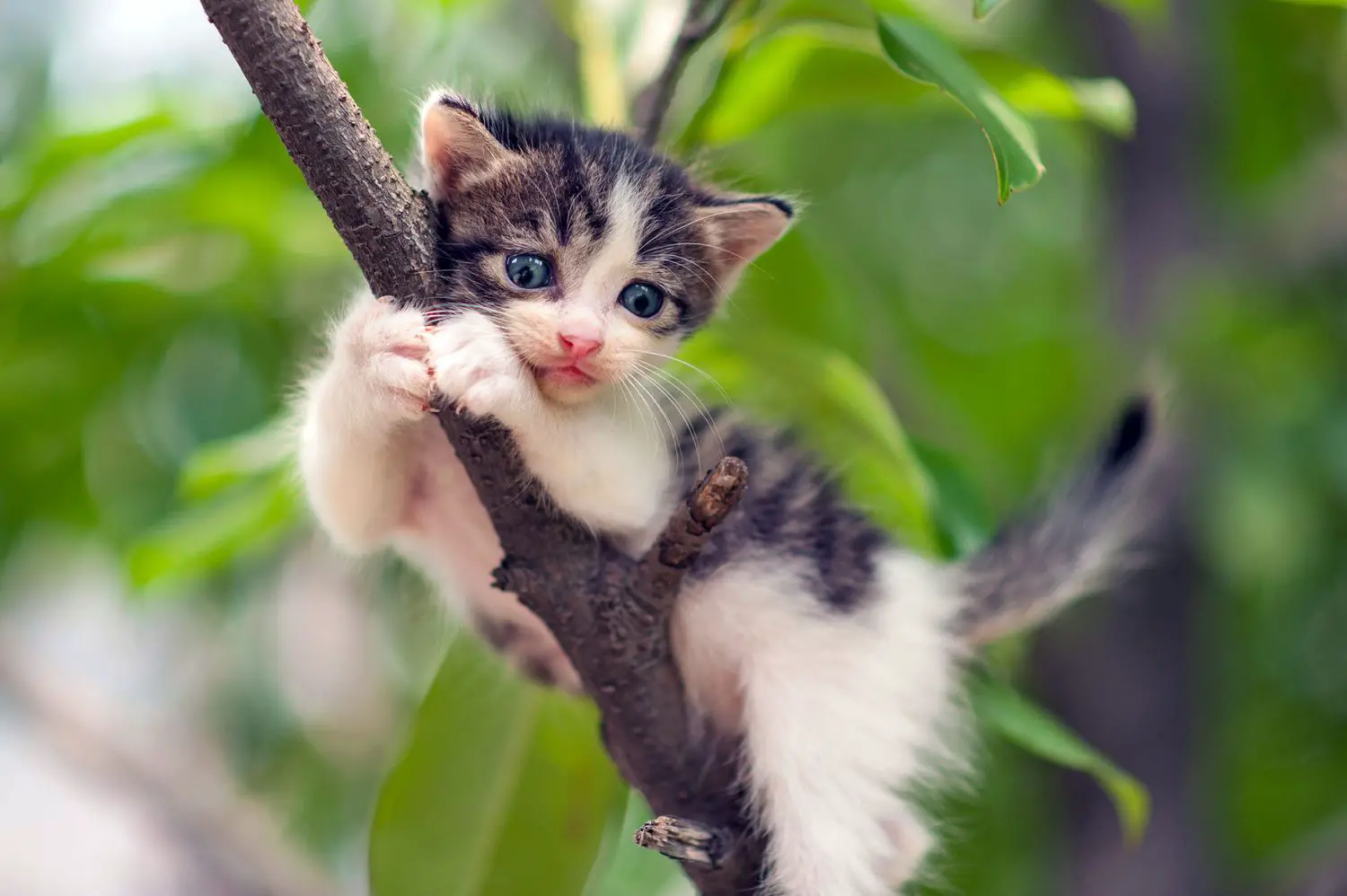 kleines Kätzchen, das sich an einen Ast eines Baumes klammert