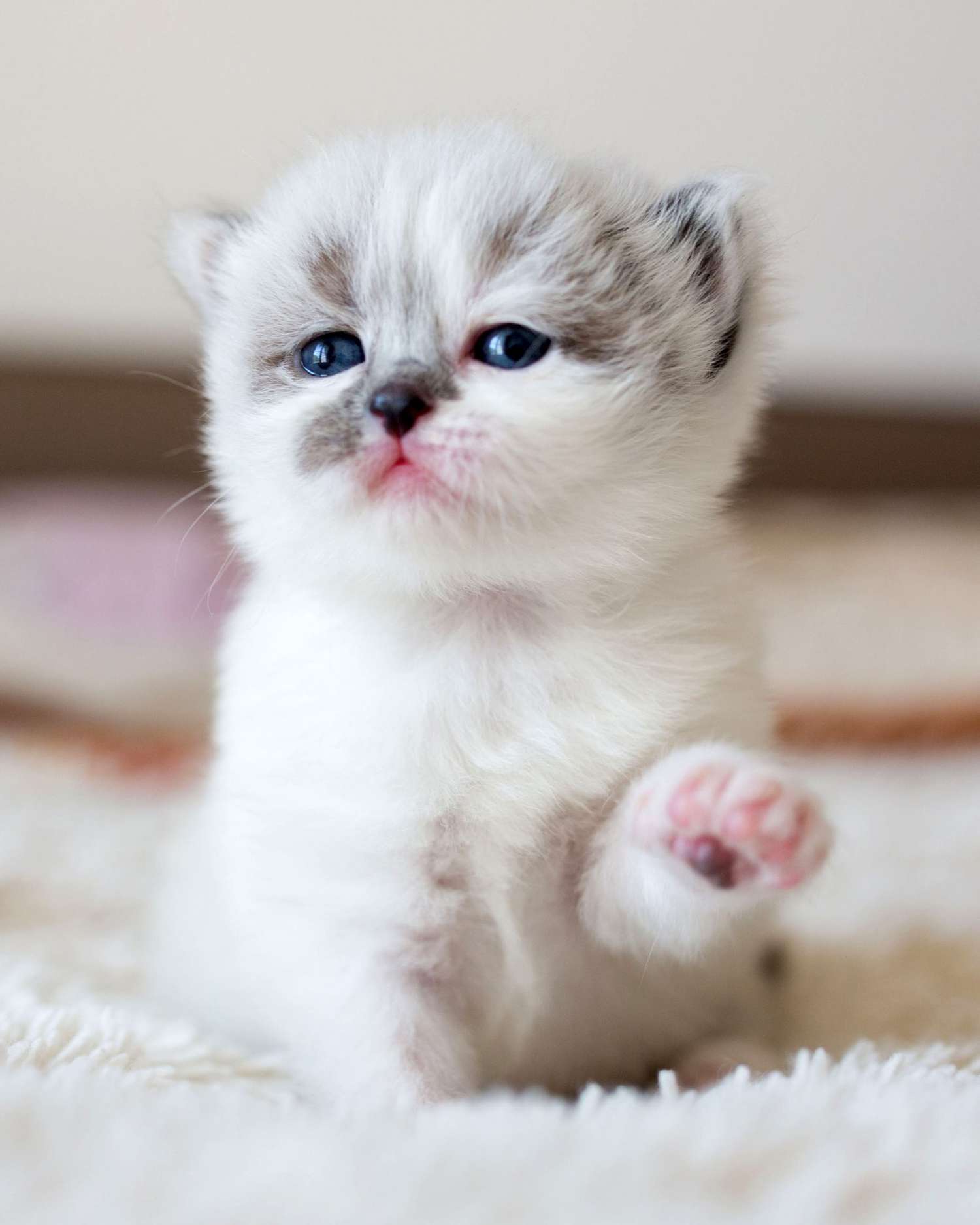 Entzückendes kleines weißes Kätzchen mit einer Pfote, die winkt