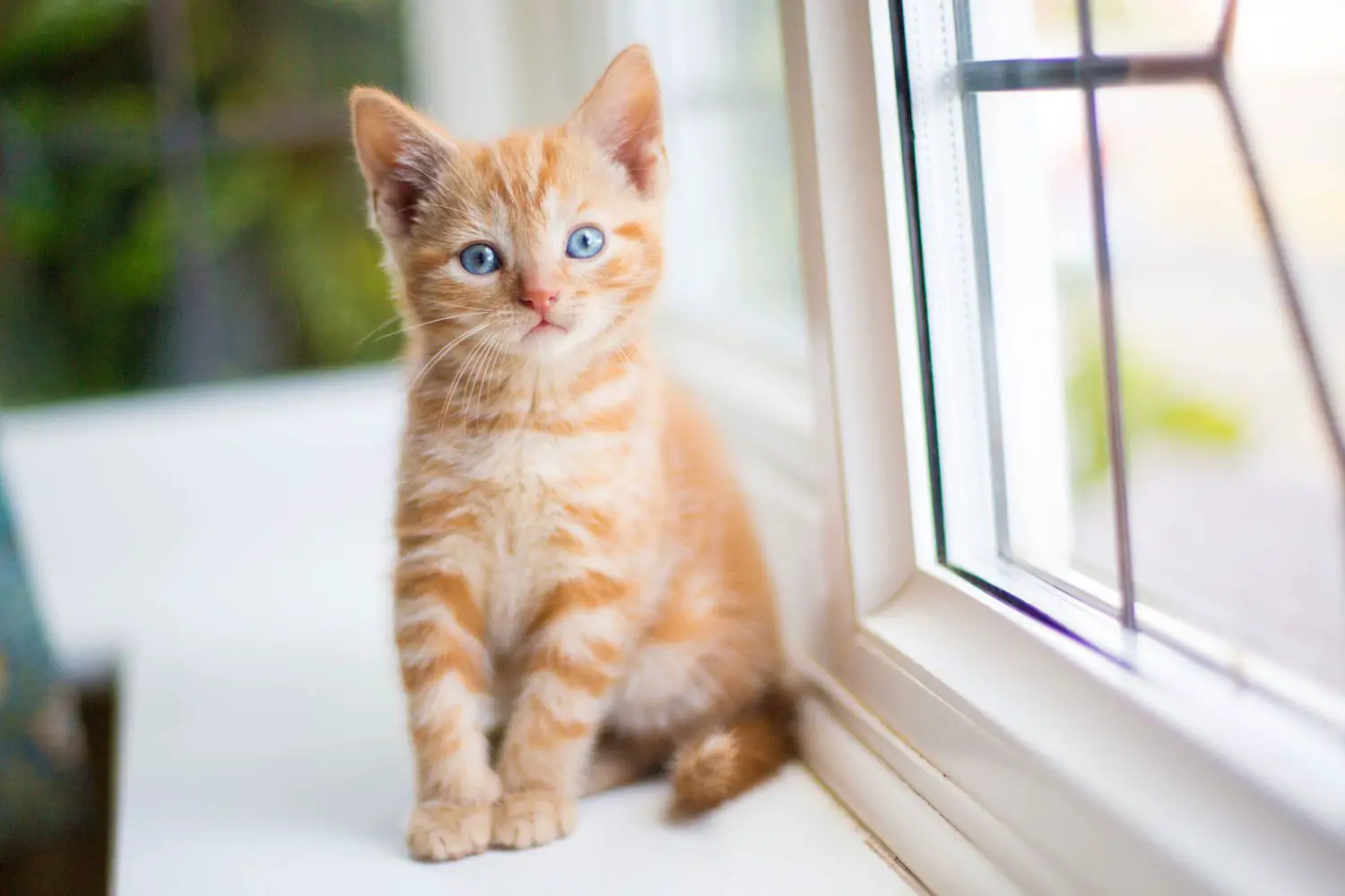 orangefarbenes Kätzchen, das auf der Fensterbank sitzt;  Die besten weiblichen Katzennamen