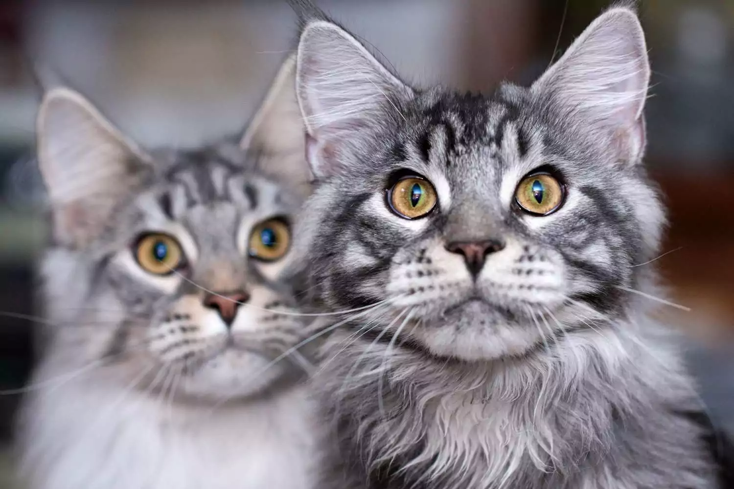 zwei gestreifte graue Maine-Coon-Katzen