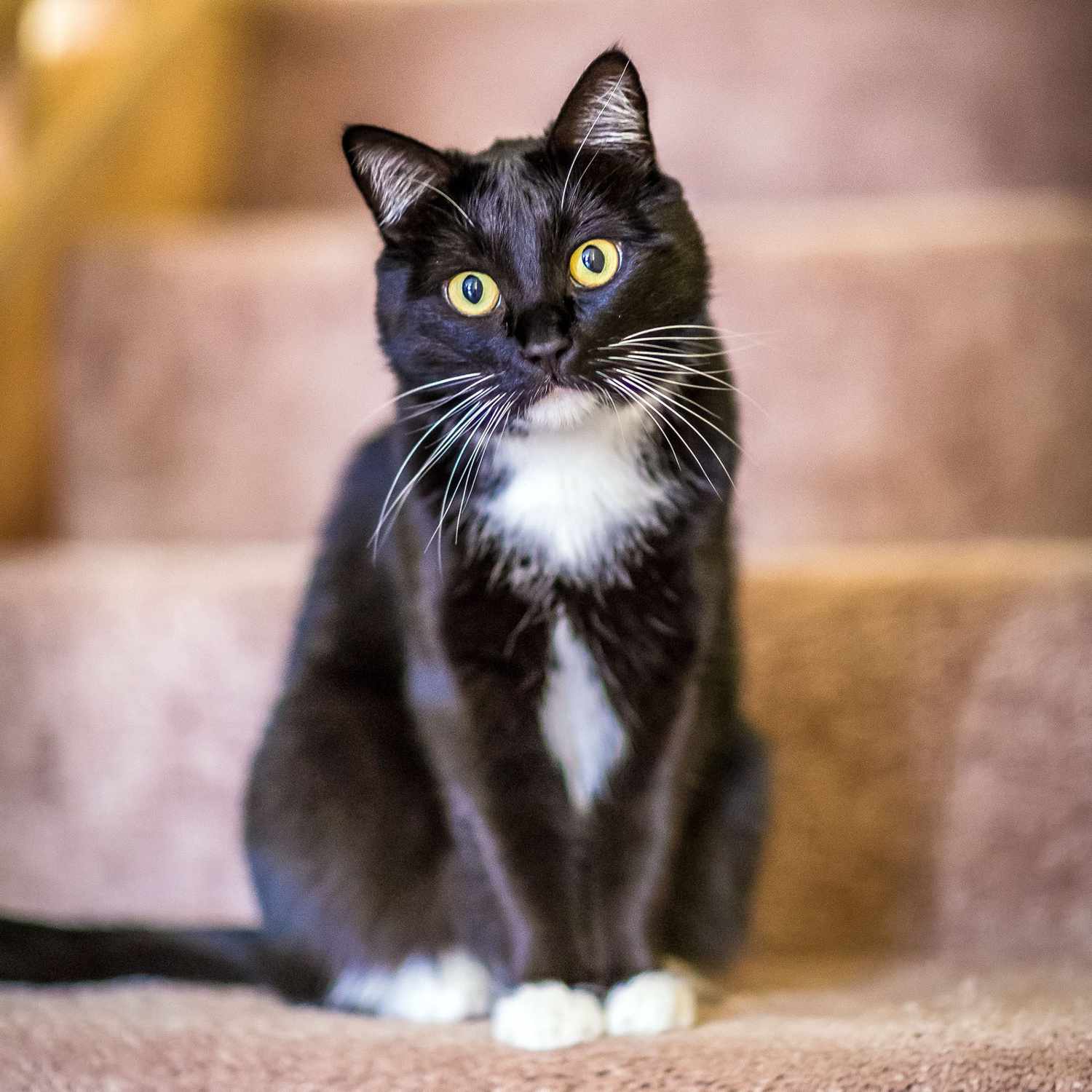 Schwarz-weiße Katze sitzt auf der Treppe