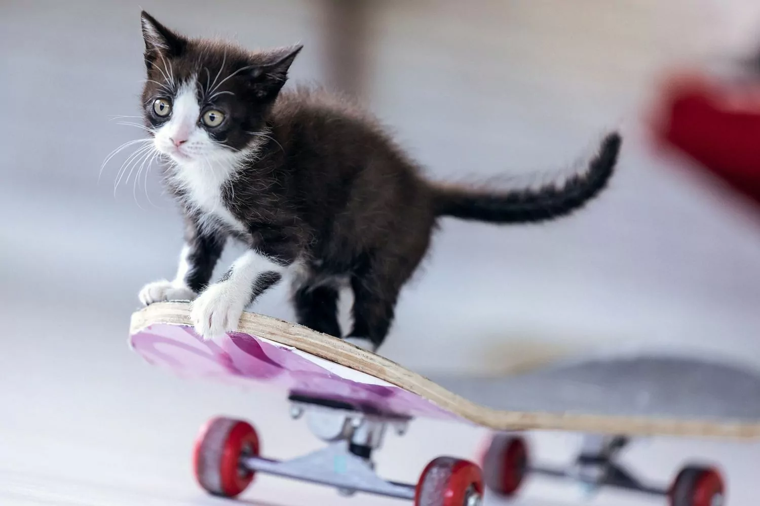 Schwarz-weißes Kätzchen auf Skateboard;  Schwarz-weiße Katzennamen