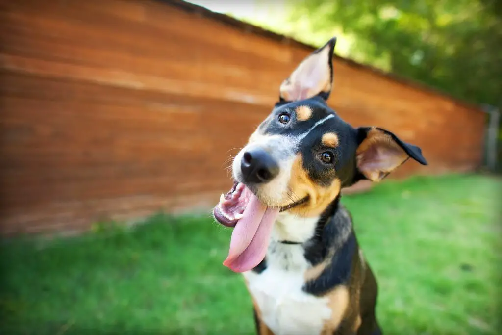 1700216793 tri color dog smiles at camera with tongue out 1352b4d1280f489681cbcb8e8aca5360