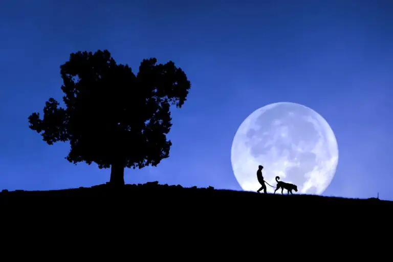 Como afecta la luna llena a los perros