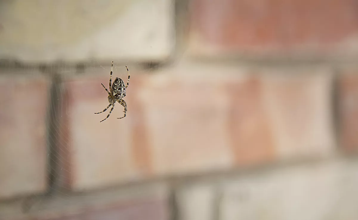 Warum sind Spinnen zu Hause nützlich und warum sollten sie nicht getötet werden?