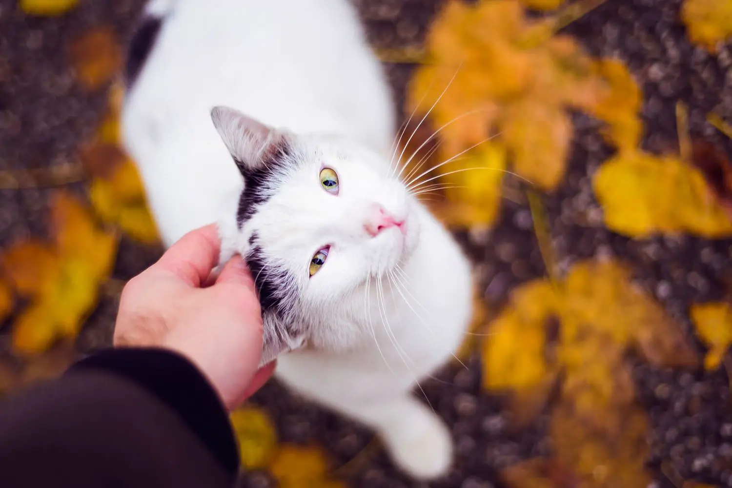 Mann streichelt Katze, die auf goldenen Herbstblättern steht;  Herbstnamen für Katzen