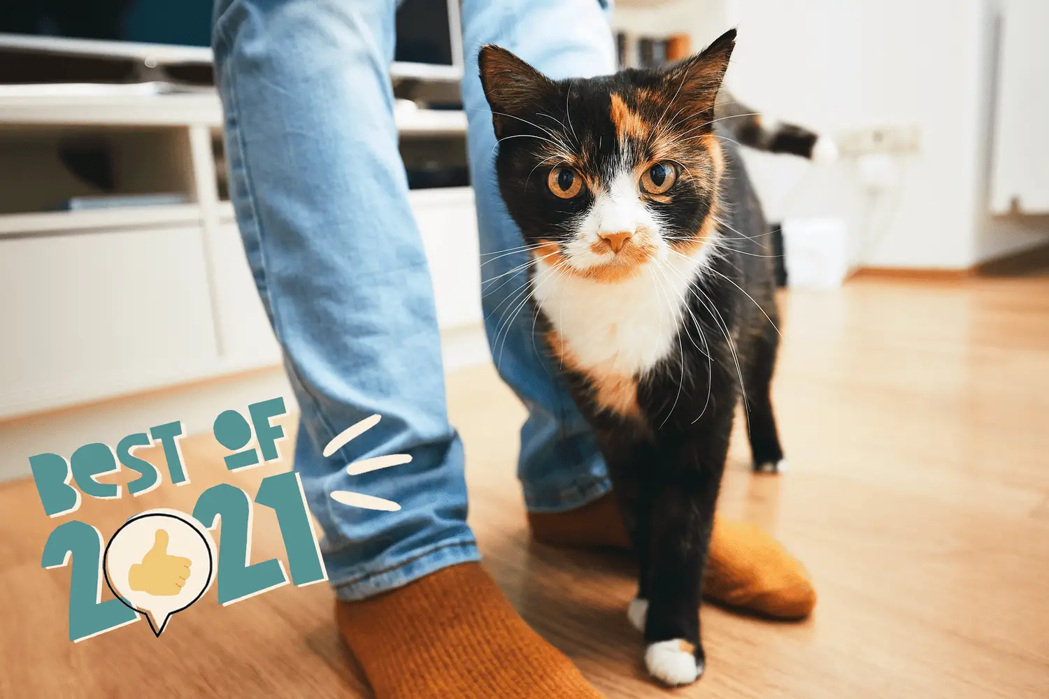 Katze reibt sich am Bein einer Person – die besten Katzennamen 2021
