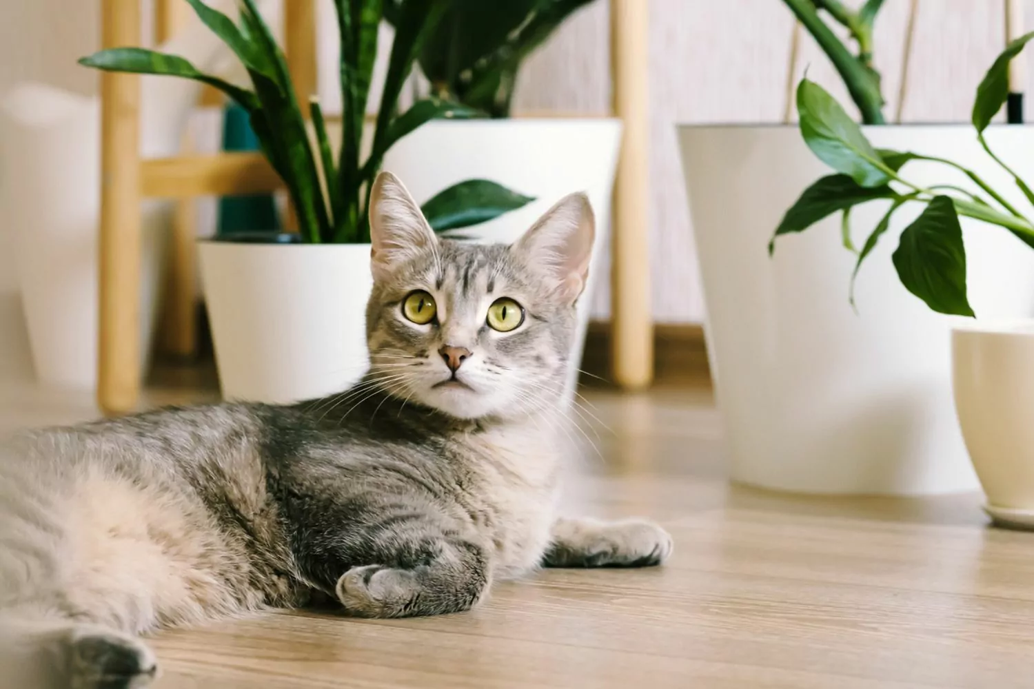 Katze liegt neben Pflanzen auf dem Boden;  Katzennamen, die mit s beginnen