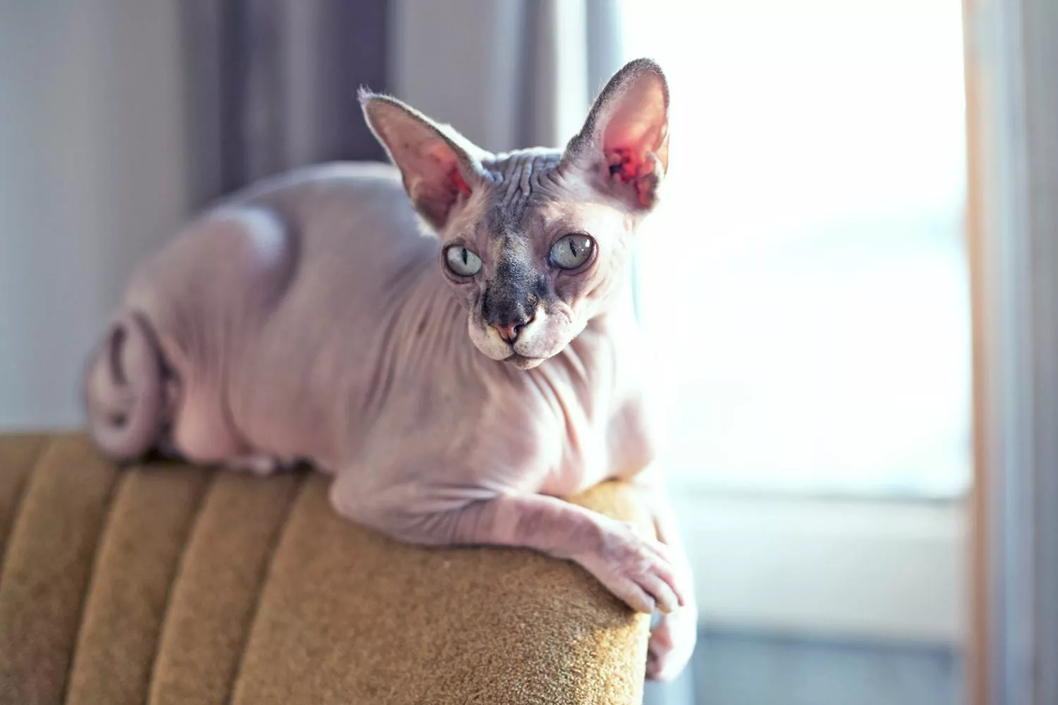 Sphynx, eine haarlose Katze, sitzt auf der Rückenlehne eines gepolsterten Stuhls