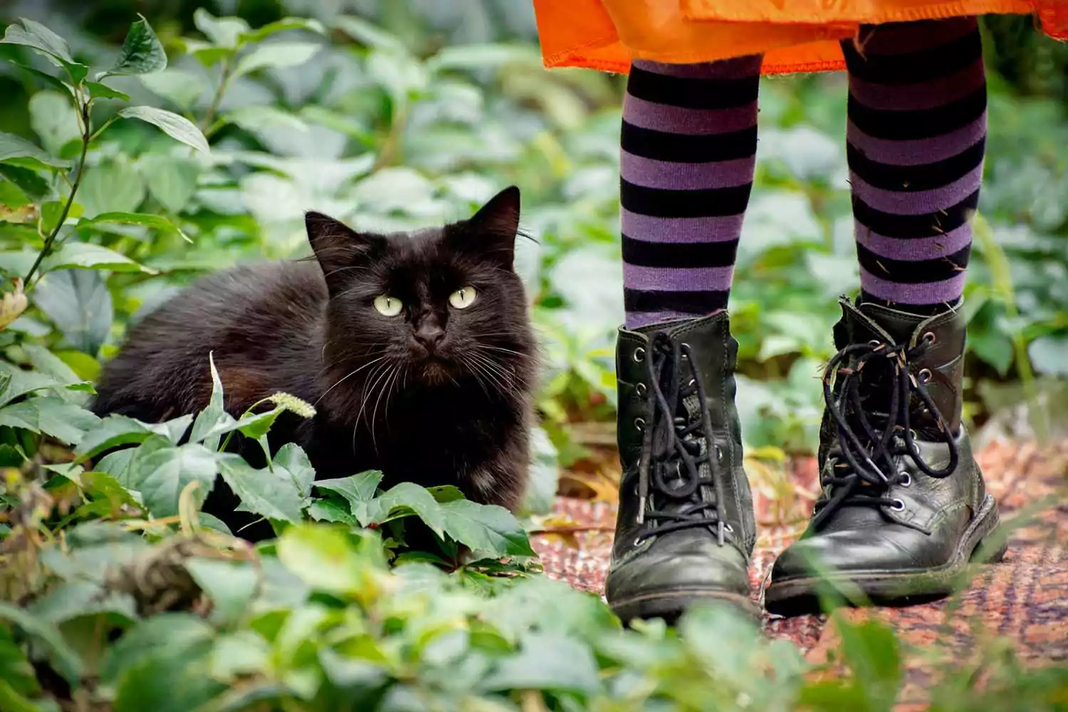 Schwarze Halloween-Katze sitzt draußen neben den Beinen eines kleinen Mädchens und trägt ein orangefarbenes Kleid, lila gestreifte Strumpfhosen und Lederstiefel