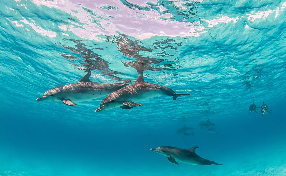 6 Dinge, die Sie über die Delfinsprache wissen sollten!