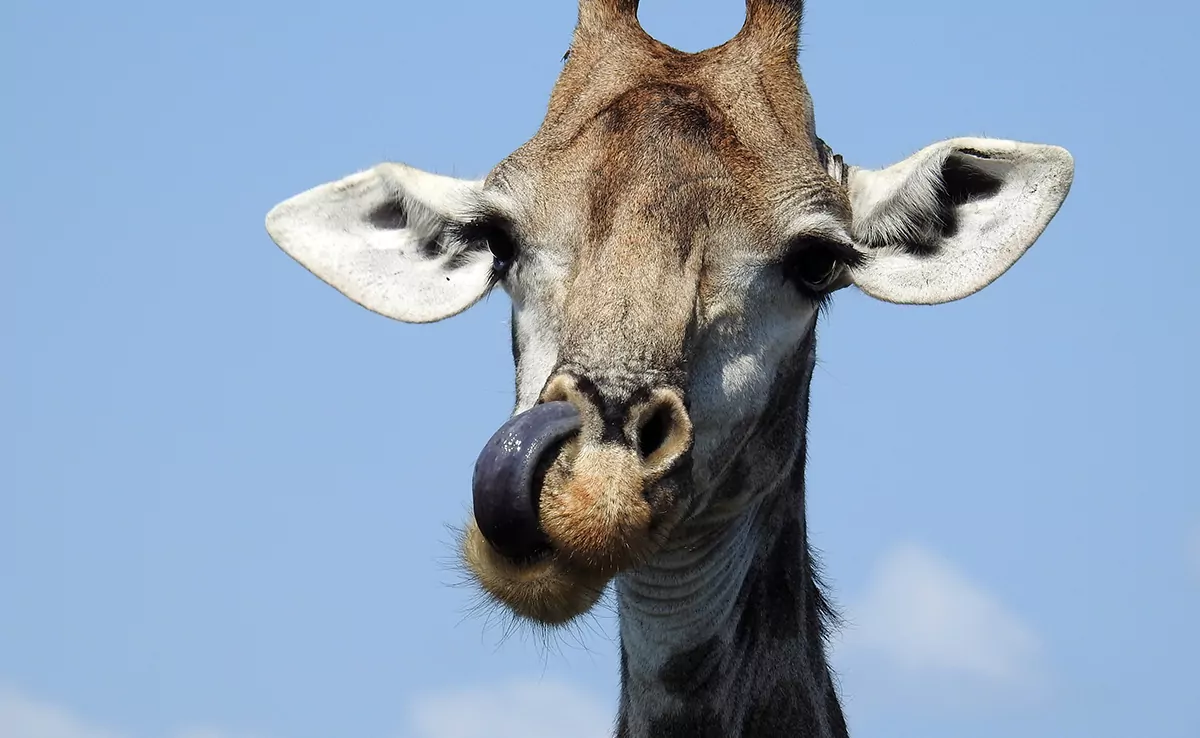 Giraffen haben blaue Zungen: wahr oder falsch?