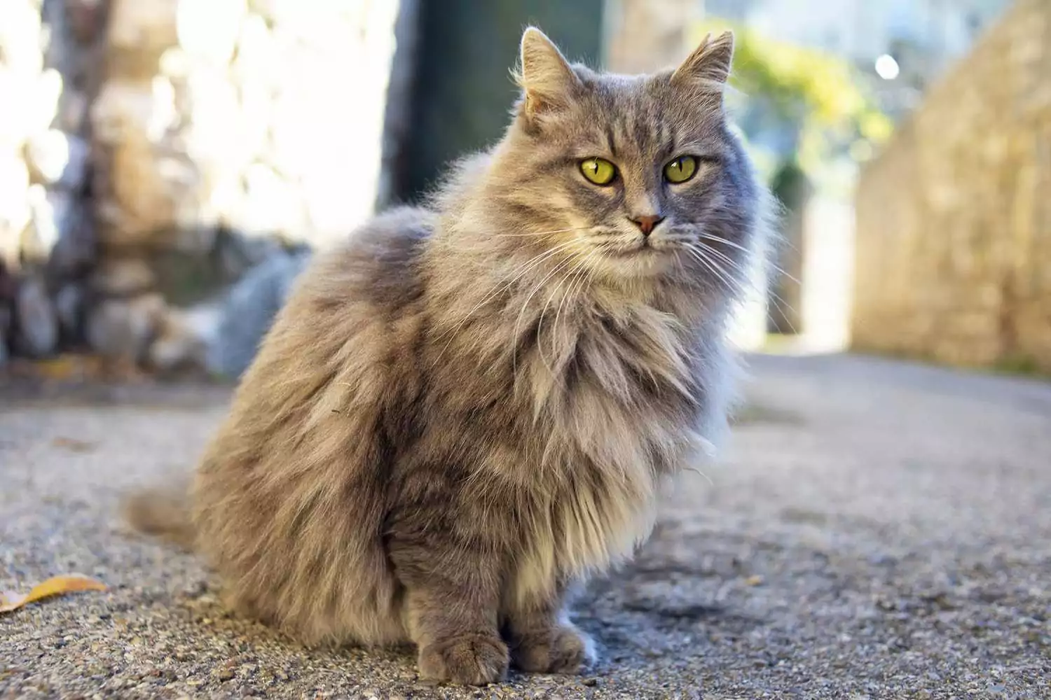 Katze steht im Mittelalter und schaut auf die Straße;  Katzennamen aus „Herr der Ringe“.