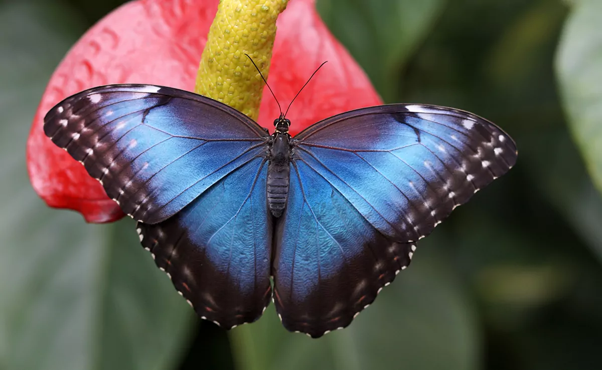 Blue Morpho, ein außergewöhnlicher Schmetterling!
