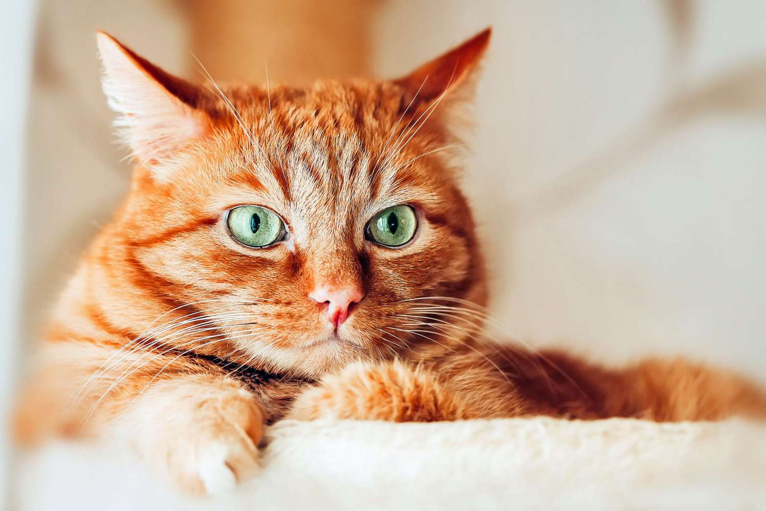 Orangefarbene Katze mit grünen Augen auf Barsch