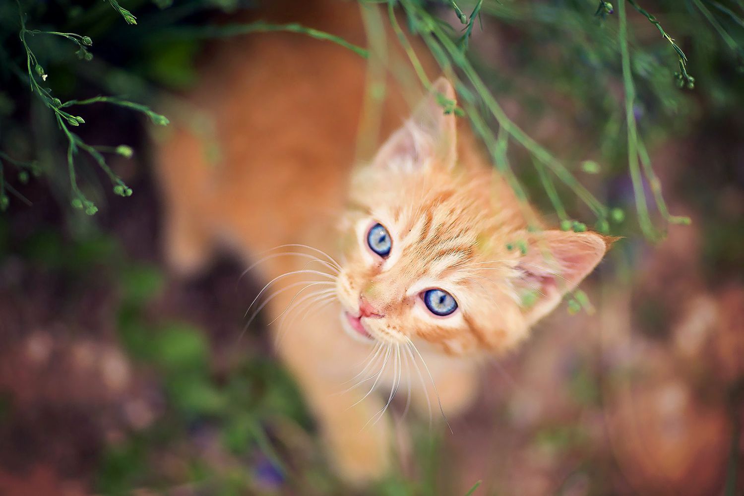 orangefarbenes Kätzchen im Gras;  Orangefarbene Katzennamen