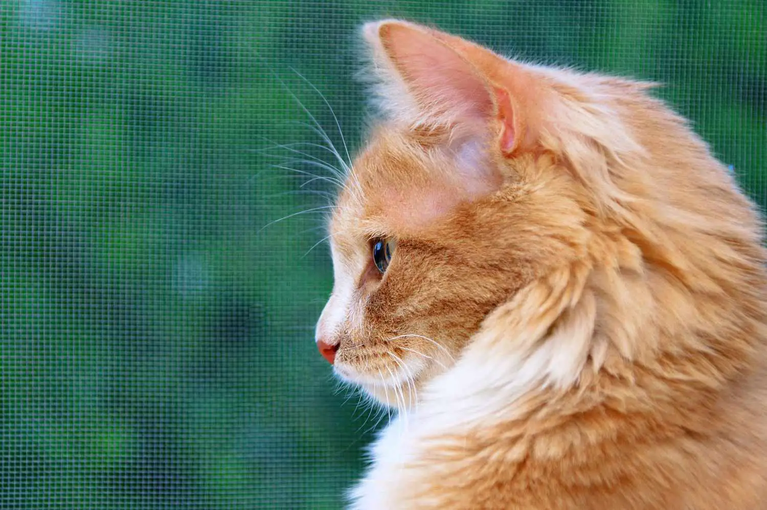 Orangefarbene Katze im Profil auf grünem Hintergrund