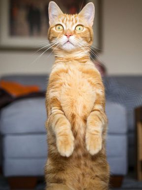 Orangefarbene Katze, die wie ein Erdmännchen sitzt