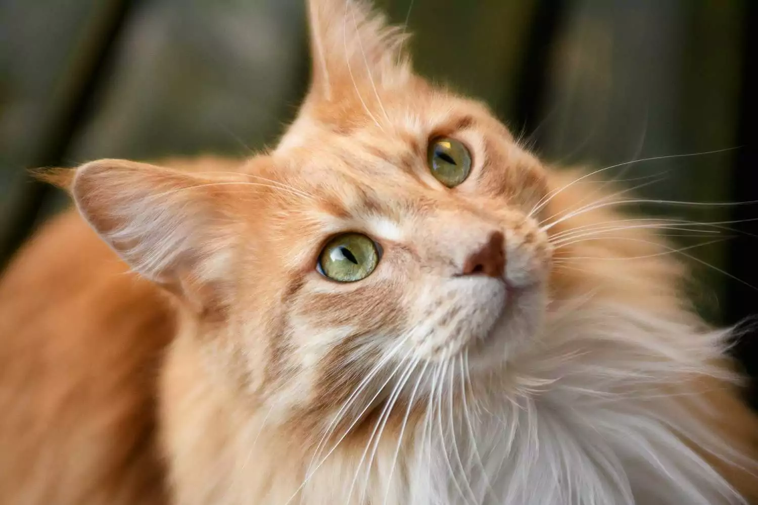 Porträt einer rötlichen Maine-Coon-Katze, die nach oben schaut