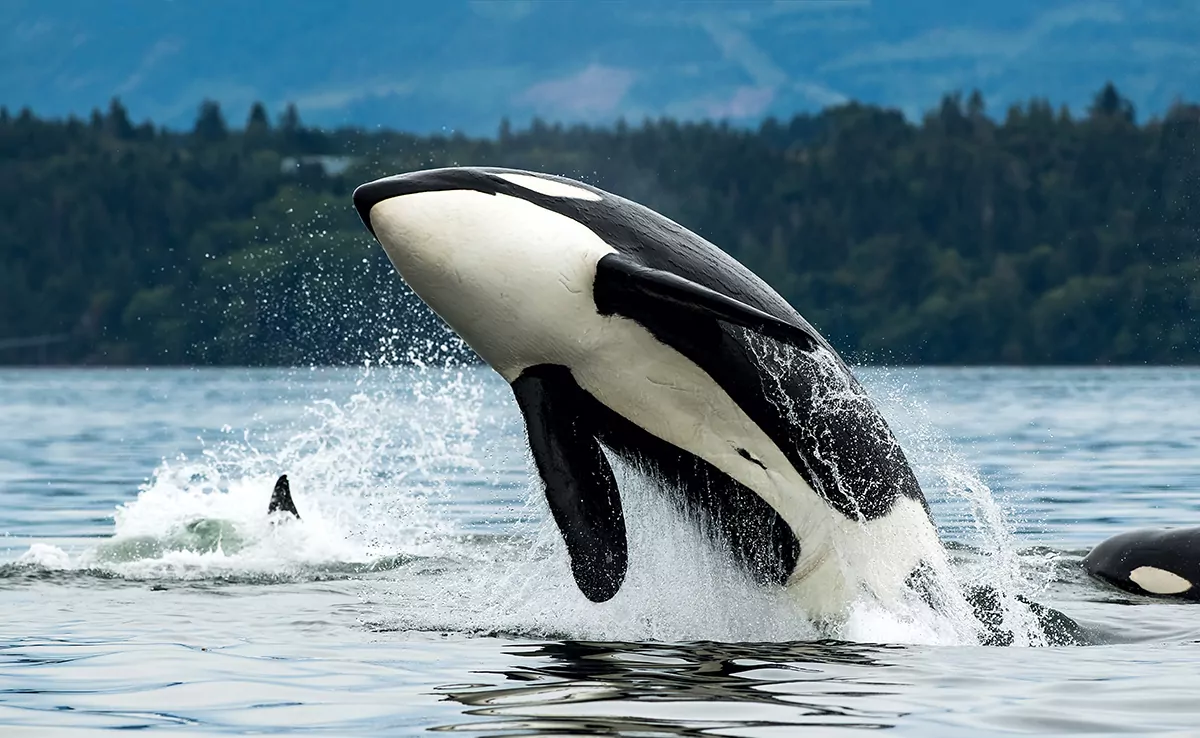 15 ungewöhnliche Fakten über Orcas, die Sie wissen müssen!