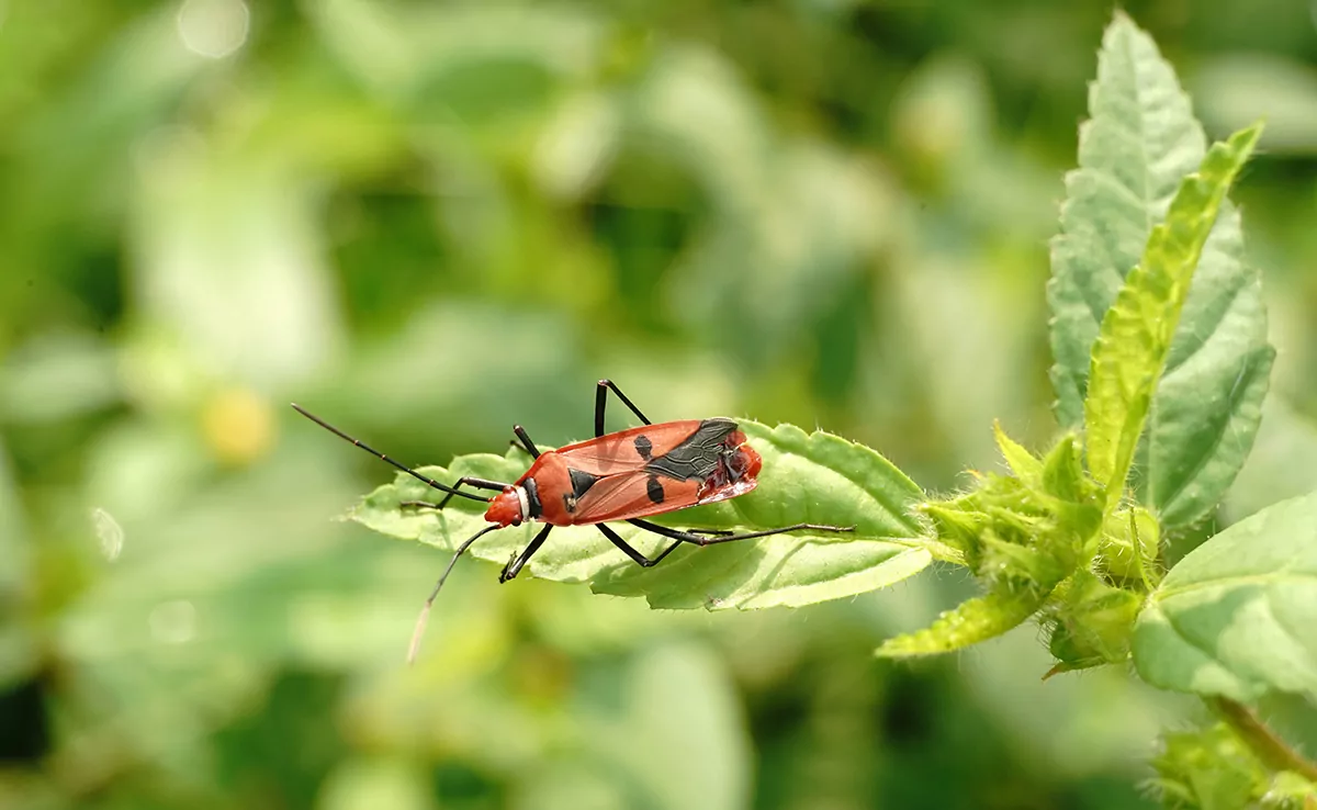 5 gute Gründe, Insekten zu schützen!