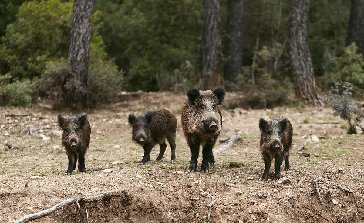 Radioaktive Wildschweine: Mythos oder Realität?