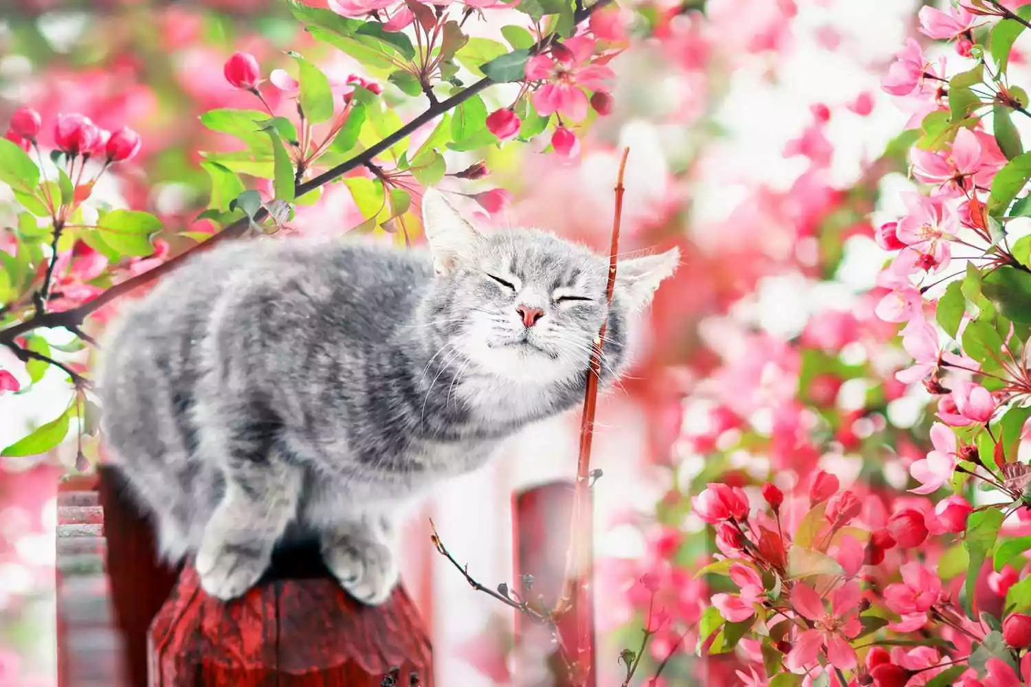 Grau getigerte Katze sitzt in der Nähe rosafarbener Apfelbaumblüten