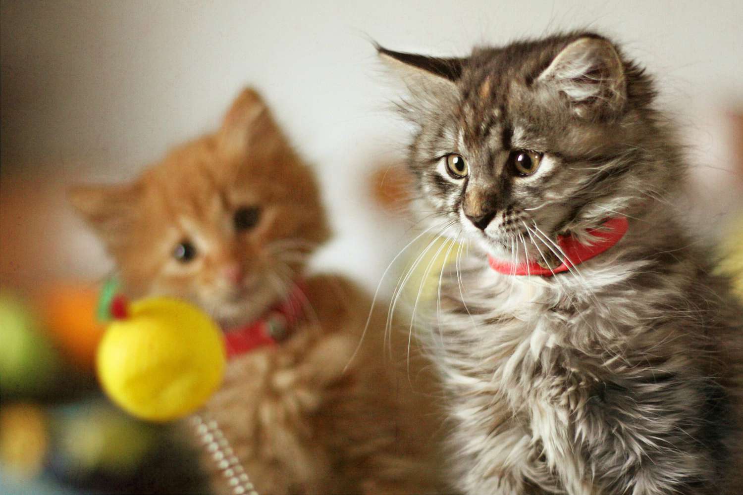 Zwei Kätzchen spielen mit einem Ballspielzeug auf einem Stock