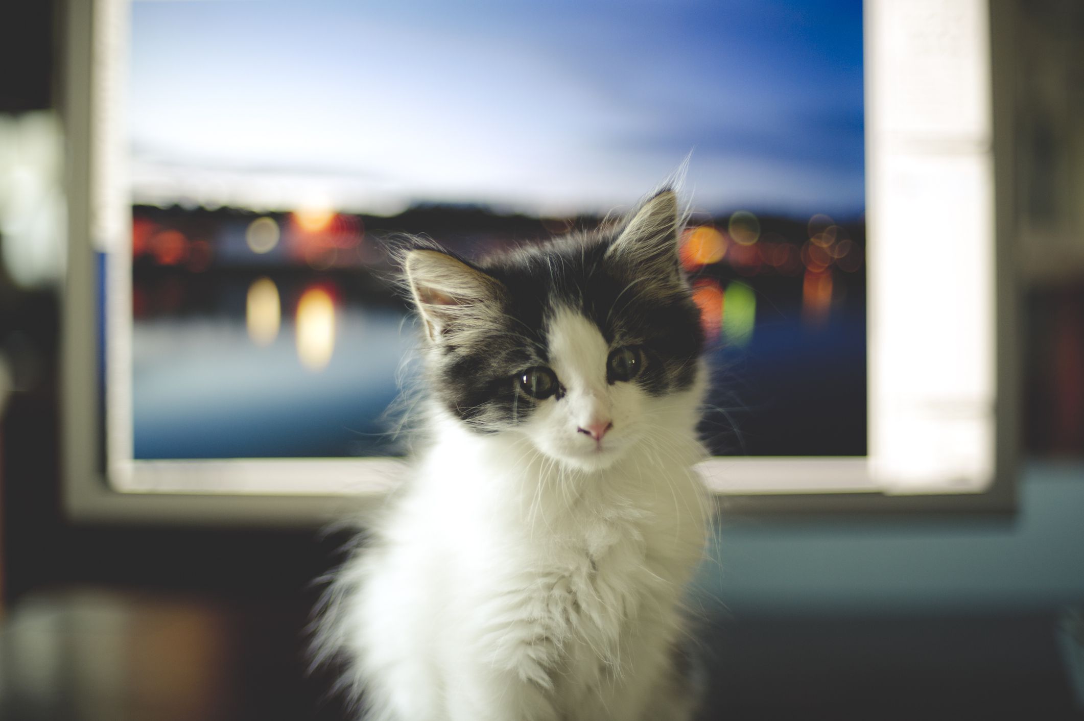 Kätzchen vor dem Computerbildschirm