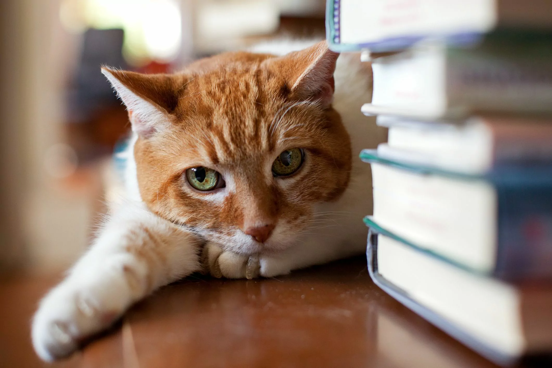 Orangefarbene Katze liegt neben einem Stapel Bücher
