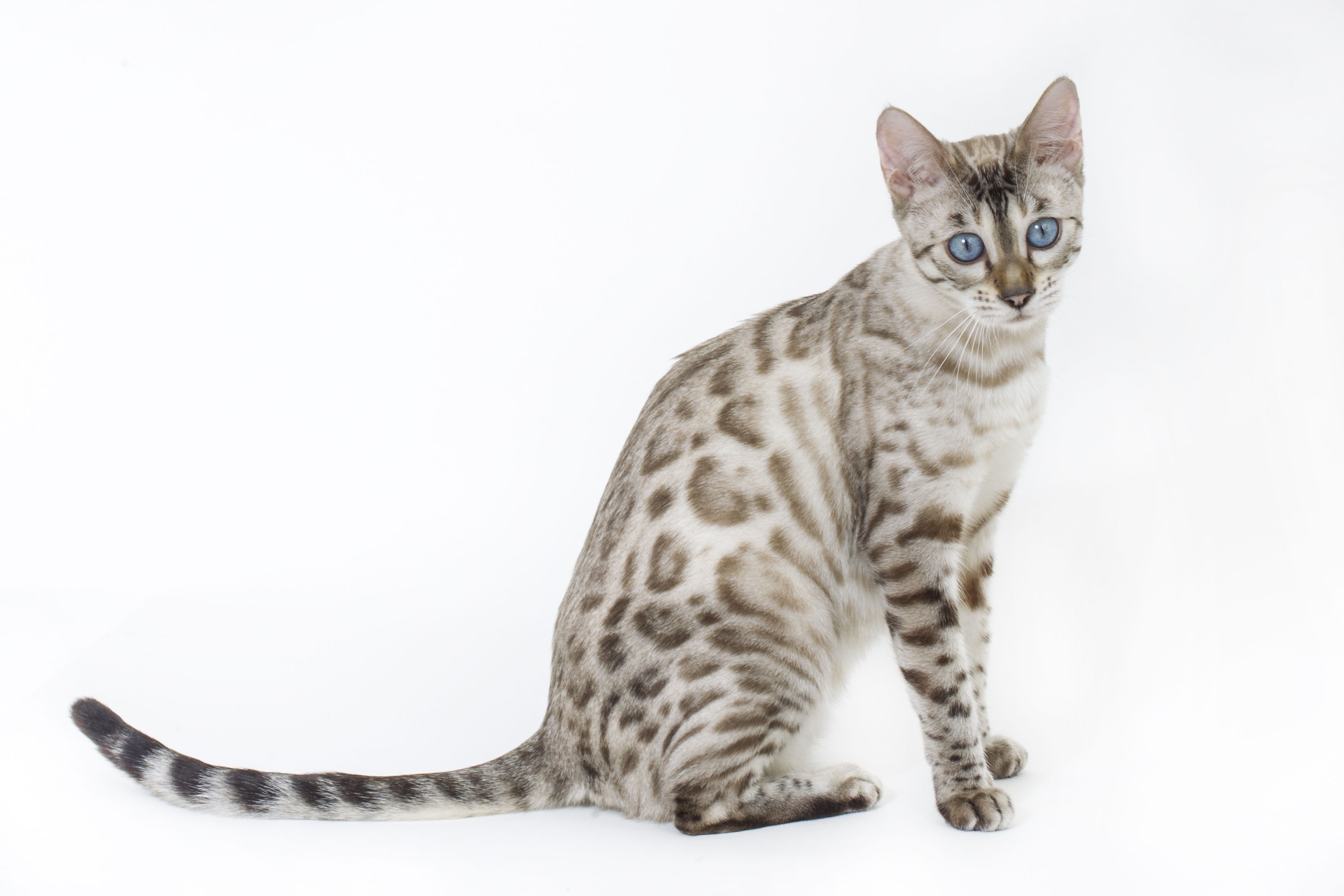 Bengalkatze
