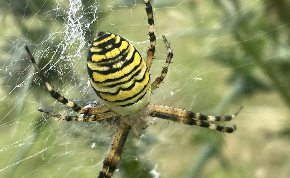 Argiope-Hornisse, gelb-schwarz gestreifte Spinne