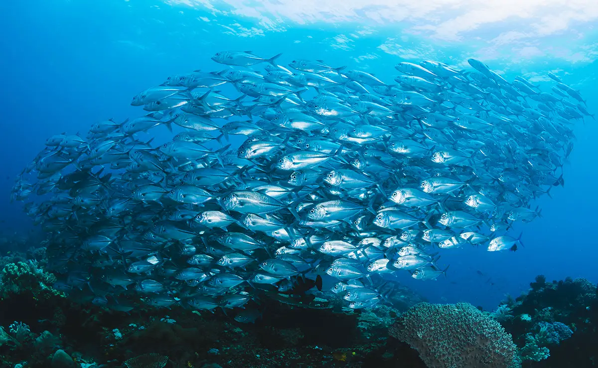 Fischschwarm: Definition, Merkmale, welche Organisation?