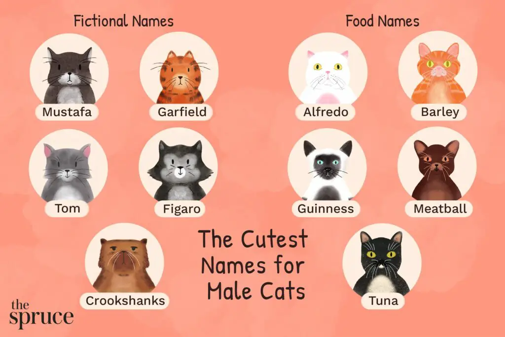cute names for male cats 4843504 final b2e2e113dd5341d98cc8360b4e37e49e