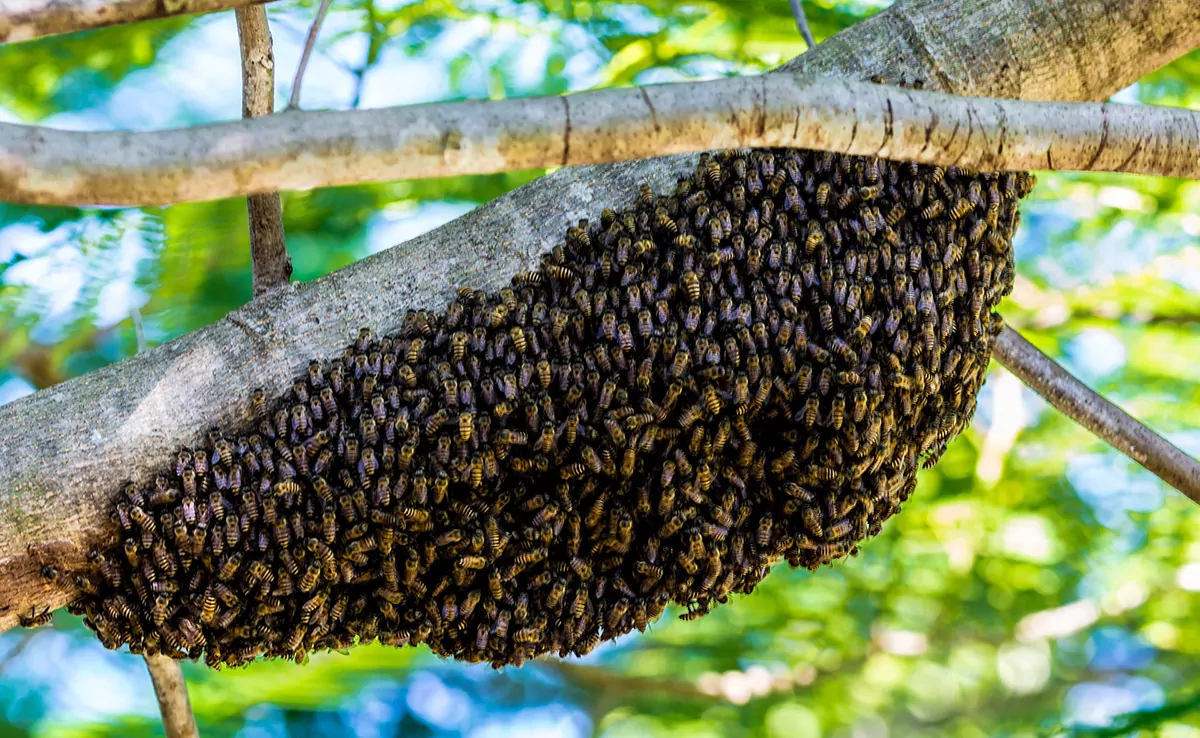 Insektenschwarm: Definition, Charakteristik, welche Organisation?
