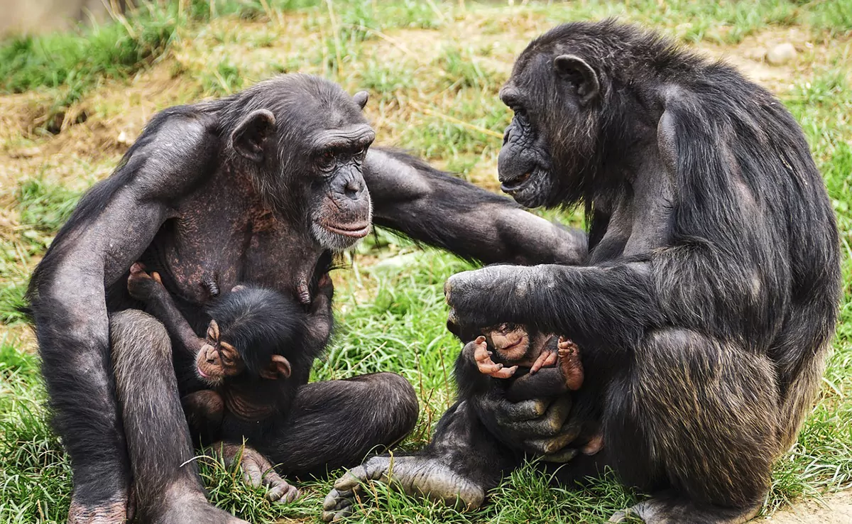 10 ungewöhnliche Fakten über Schimpansen, die Sie wissen müssen!