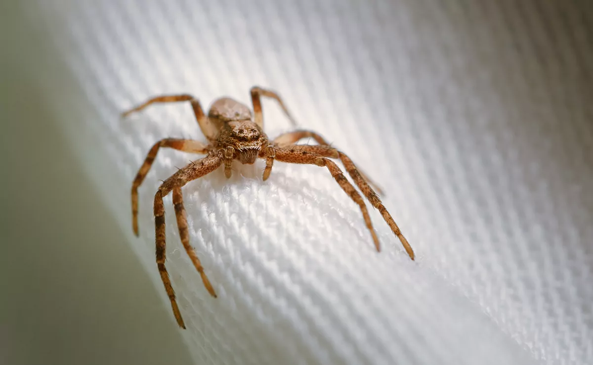 Kann man Spinnen im Schlaf verschlucken?